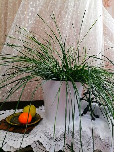 гиацинты купить луковицы: Үй жана бакча үчүн декор, Өзү алып кетүү, Акылуу жеткирүү