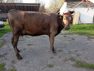 бык ангуст: Продаю | Корова (самка) | Для молока