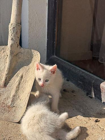 pişik ucuz: Russ Angor Balalari Xüsusiyyətlər: - Rəng: tam ağ, açıq çəhrayı burun — 2