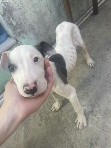 купить хаски щенка: Питбуль at lalafo.az купить хаски щенка: Питбуль