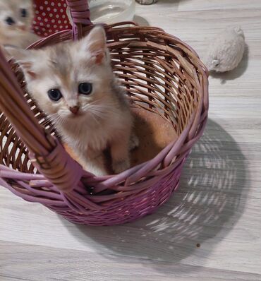 Pişiklər: Qızıl şinşilla, Dişi, Ünvandan götürmə — 7