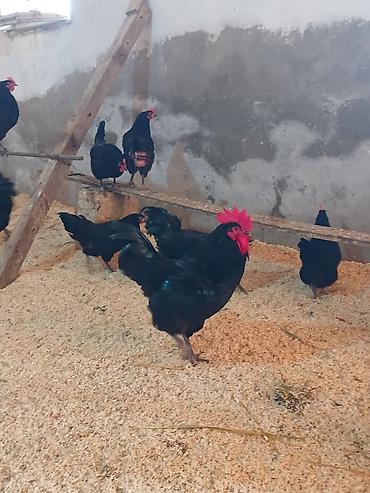 K/t heyvanları və malları: Austrolopr xoruzlar satilir.tam saglamdir — 2