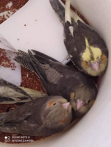 bulbul satılır: Salam. Diqqet alarken temizliye fikir verin///////// sultan adi ile — 10