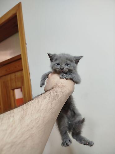 Кошки: Шотландская, Самка, Самец, В добрые руки, Самовывоз — 8