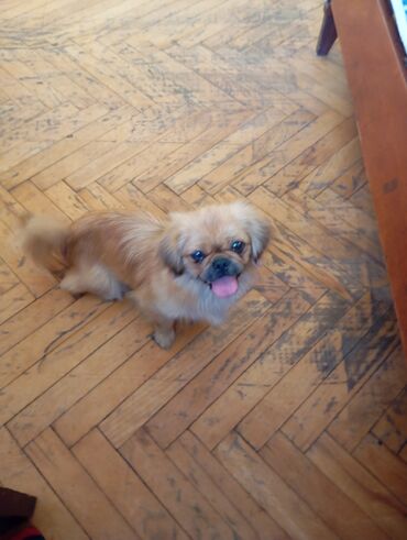 İtlər: Pekines, 1 il, Dişi, Peyvəndli, Ünvandan götürmə