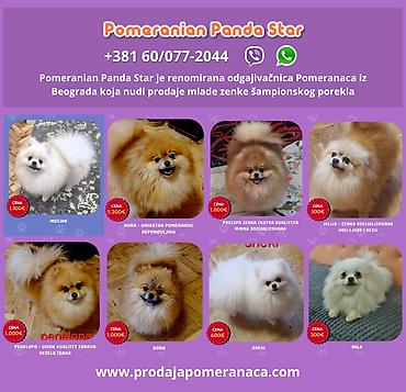 kupujem prodajem pomeranac: Pomeranian Star renomirana odgajivačnica pomeranaca iz Beograda je — 1