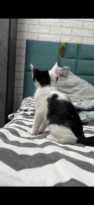 котят ош: Котята домашние, короткошёрстные, окрасы: серо-белый биколор и — 3