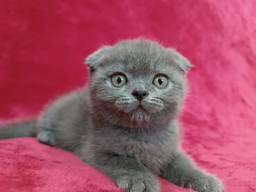 котенок рыжий: Продается шотландский котенок Скоттиш Фолд Окрас голубой. Мальчишка