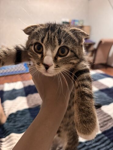 отдам даром шотландского вислоухого котенка: Скотиш Фолд (Шотландиялык шалпаң кулак), 2 айлык, Ургаачы, Эмделген, Лотокко барууга үйрөтүлгөн