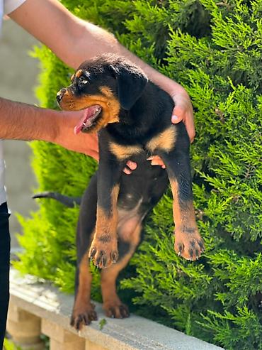 rottweiler satilir: Rotveyler, 2 ay, Dişi — 3