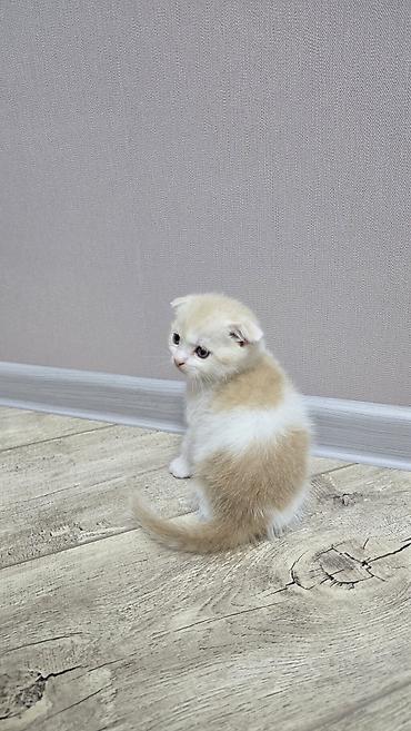 Продажа кошек: Скотиш Фолд (Шотландская вислоухая), 1 месяц, Девочка, Голубой, Приучена к лотку — 13