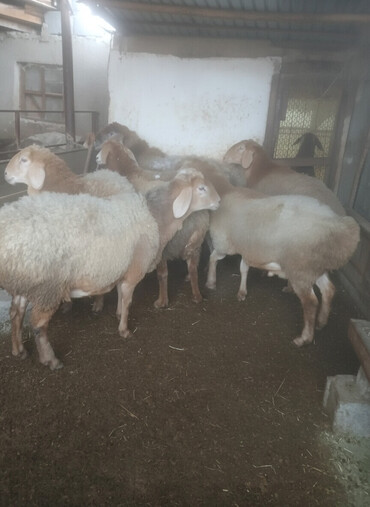 Бараны, овцы: Продаю | Овца (самка) | Для разведения | Матка — 1