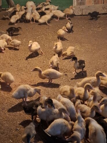 Ördəklər: 107 dene yawil baw ordek 23 gunukdu 3 .70 1 densi cem satlir unvan — 3