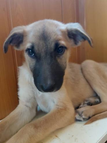 🐾 Ищем добрые и любящие семьи для щенков! 🐾 5 замечательных щенков — 2