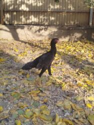 домик для кур: Сатам | Тооктор