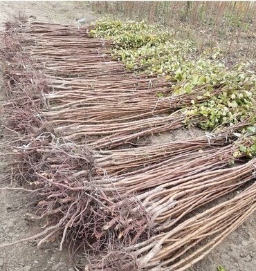 Şitillər: Ərik Tingləri . "Saglam Tinglər Saglam Bagçiliqin Təminatidir"🌱 Yeni — 14