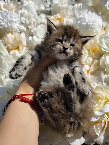 кошка породы мейн кун: Котята мейн-кун!!!❤️❤️💙 Истинная красота рождается там, где природа — 1
