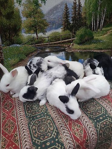 Dovşanlar: 1-ci şəkildəki yarı karlik Dovşanlar 15-azn. 3-cü şəkildəki Ag -AgQara — 28