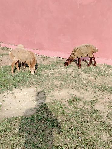 mal qara: Erkək, il: 1, Ətlik — 4