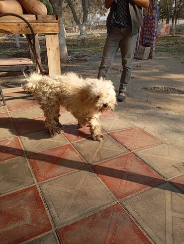 İtlər: Pudel — 7