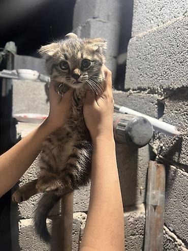вислоухие котята уход: Бесплатно отдам даром Котёнок Аламедин базар Особенности: - Мягкая — 2