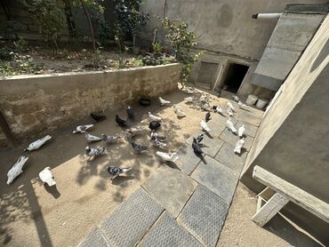 Göyərçinlər: 30 dene quş satilir 
6 dene Əbreş 8 manata qalani 3 manatdan