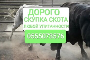 продаю скот: Куплю | Коровы, быки, Лошади, кони, Другие с/х животные | Круглосуточно, Любое состояние, Забитый