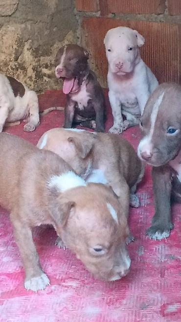 İtlər: Pitbul, Peyvəndli — 3