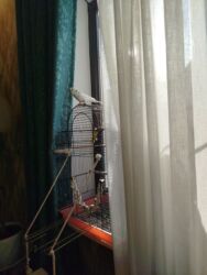 отдам даром вислоухого котенка: ВНИМАНИЕ !!!В СВЯЗИ С ОТЬЕЗДОМ ПРИСТРАИВАЮ КОТИКА 6 месяцев,к лотку