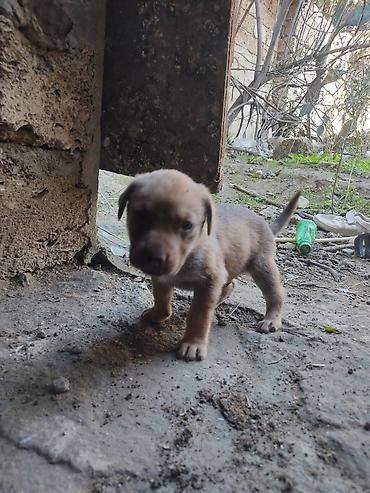 it xaltaları: Zvonok, 1 ay, Dişi — 9