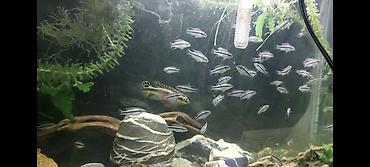 akvarium balıqları: Tetra balığı, Sülhsevər — 1
