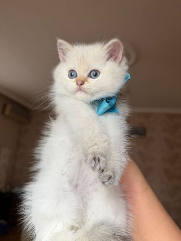 Pişiklər: Şotland uzun tüklü, Ödənişli çatdırılma — 8