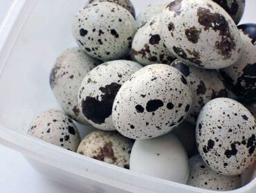 цесариные яйца: Продаю перепелиные яйца! 
всегда свежие!