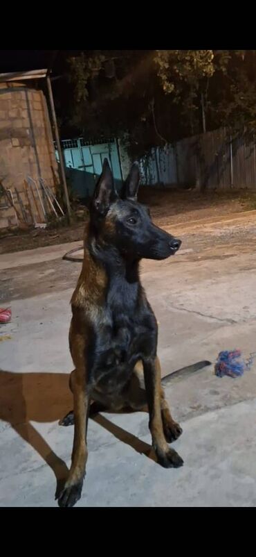 İtlər: Belçika çoban iti, Dişi, Peyvəndli — 5