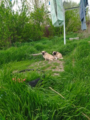 продаю дойную козу: Мопс, 1 год, Самец, С прививкой