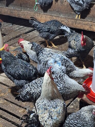 Xoruzlar: Xoruz, il: <1, Ünvandan götürmə — 4