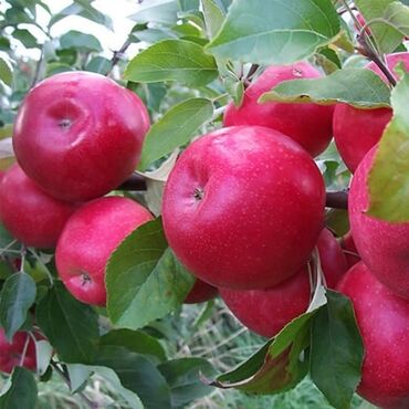 алма голден: Срочная продажа саженцев яблоко и груша в этом году так как продали