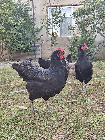 Toyuqlar: Toyuq, Australorp, Damazlıq, Ödənişli çatdırılma — 4