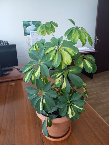 xlorofitum bitkisi: Шефлера