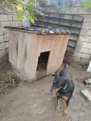 it axtarilir: Öz itimdir Doberman cinsidir sadece binaya kocduyumuz ucun satiram 2 — 4