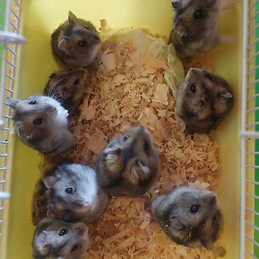 Хомяки: Джунгарские хомячки - Порода: джунгарские (карликовые) хомяки. - — 1