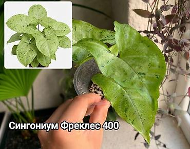 ди амафоз: Комнатные растения в горшках: Сокулук, Бишкек,Кант, Шопоков 1) — 5