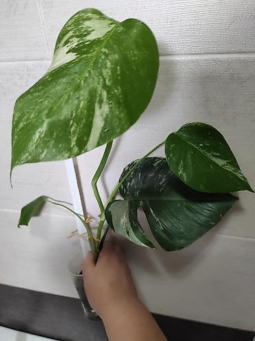 Монстеры: Монстера Альба Монстера Тайское Созвездие, черенки и взрослые цены — 23