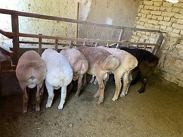 Продам с/х животных: Продаю | Ягненок, Баран (самец) | Для разведения — 2