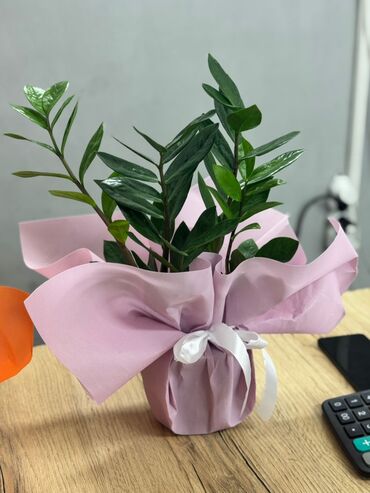 накопительный бак: 🌿 Замиокулькас — денежное дерево удачи! 🌿 Стильное, неприхотливое и