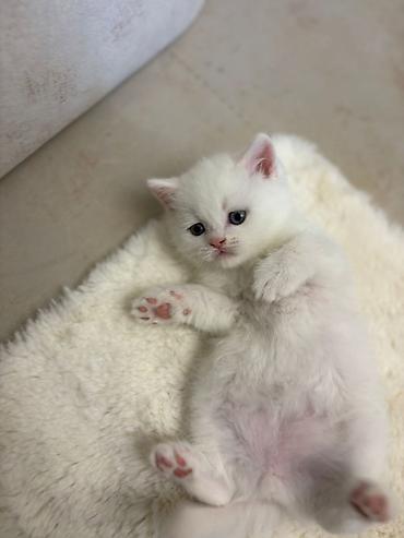 Pişiklər: Britan, Erkək, Dişi, Yaxşı əllərə, Pulsuz çatdırılma — 4