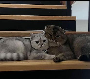 chinchilla satın al: Şinşilla, Dişi, Yaxşı əllərə, Ünvandan götürmə — 3