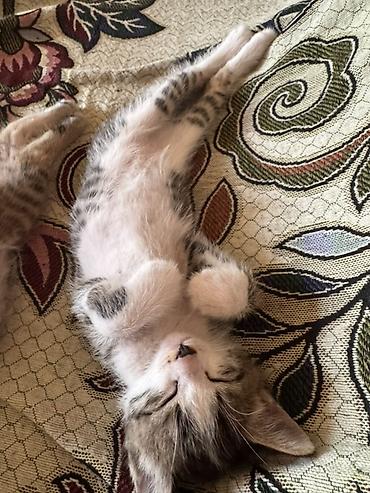 kitten: Отдам в добрые руки котят 🥰 Возраст: 2 месяца Шёрстка — 5