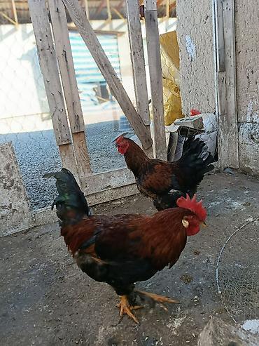 Куры, петухи: Продаю | Петух, Цыплята, Куры | Полубрама, Бройлерная, Суссекс | На забой, Для разведения, Несушки — 6