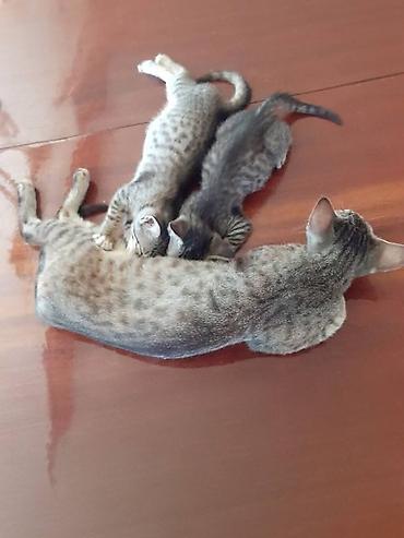 золотая шиншилла цена: Lənkəranda etibarlı əllərə iki bala pişiklər🐈🐈🐈sahibləndirilir.Şirin — 4